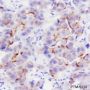 Anti-Phospho-Girdin (Tyr1765) Rabbit mAb
