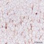 Anti-Phospho-Girdin (Tyr1765) Rabbit mAb
