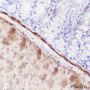 Anti-Calponin 1 Rabbit mAb