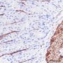 Anti-Calponin 1 Rabbit mAb