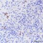 Anti-CD42b Rabbit mAb