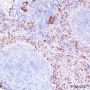 Anti-CD42b Rabbit mAb