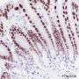 Anti-KLF4 Rabbit mAb