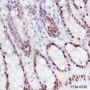 Anti-KLF4 Rabbit mAb