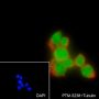 Anti-KLF4 Rabbit mAb