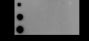 Anti-Crotonyl-Histone H4 (Lys16) Mouse mAb
