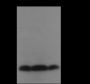 Anti-Crotonyl-Histone H4 (Lys16) Mouse mAb
