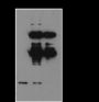 Anti-Crotonyl-Histone H4 (Lys16) Mouse mAb