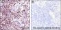 Anti-Crotonyl-Histone H4 (Lys16) Mouse mAb
