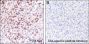 Anti-Crotonyl-Histone H4 (Lys16) Mouse mAb
