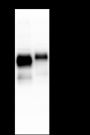 Anti-CD7 Mouse mAb