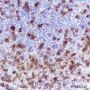 Anti-CD7 Mouse mAb