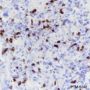 Anti-CD7 Mouse mAb