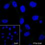 Anti-CD3 epsilon Mouse mAb