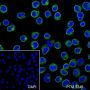 Anti-CD3 epsilon Mouse mAb