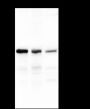 Anti-NF-kB p65 Mouse mAb
