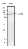 Anti-LYPD3 Rabbit mAb