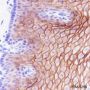 Anti-LYPD3 Rabbit mAb