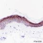Anti-LYPD3 Rabbit mAb