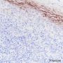 Anti-LYPD3 Rabbit mAb