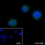 Anti-LYPD3 Rabbit mAb