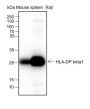 Anti-HLA-DPB1 Rabbit mAb