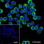 Anti-HLA-DPB1 Rabbit mAb