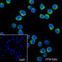 Anti-HLA-DPB1 Rabbit mAb