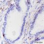 Anti-Calponin 1 Rabbit mAb