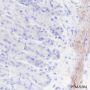 Anti-Calponin 1 Rabbit mAb