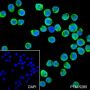 Anti-Thymidylate Synthase Rabbit mAb