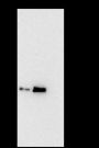 Anti-Thymidylate Synthase Rabbit mAb