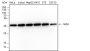 Anti-NPM1 Rabbit mAb