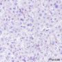 Anti-NPM1 Rabbit mAb