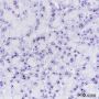 Anti-NPM1 Rabbit mAb