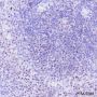 Anti-NPM1 Rabbit mAb