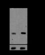 Anti-Crotonyl-Histone H3 (Lys4) Mouse mAb