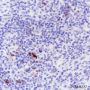 Anti-CD134/OX40 Rabbit mAb