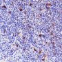 Anti-CD134/OX40 Rabbit mAb