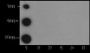 Anti-Crotonyl-Histone H2B (Lys12) Mouse mAb