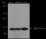 Anti-Crotonyl-Histone H2B (Lys12) Mouse mAb