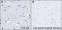 Anti-Crotonyl-Histone H2B (Lys12) Mouse mAb