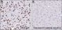 Anti-Crotonyl-Histone H2B (Lys12) Mouse mAb