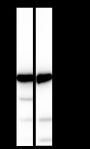 Anti-alpha Tubulin Mouse mAb