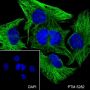Anti-alpha Tubulin Mouse mAb