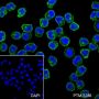 Anti-CD38 Mouse mAb