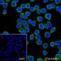 Anti-CD38 Mouse mAb