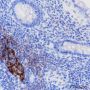 Anti-CD35 Rabbit mAb