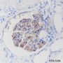 Anti-CD35 Rabbit mAb