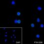 Anti-CD35 Rabbit mAb